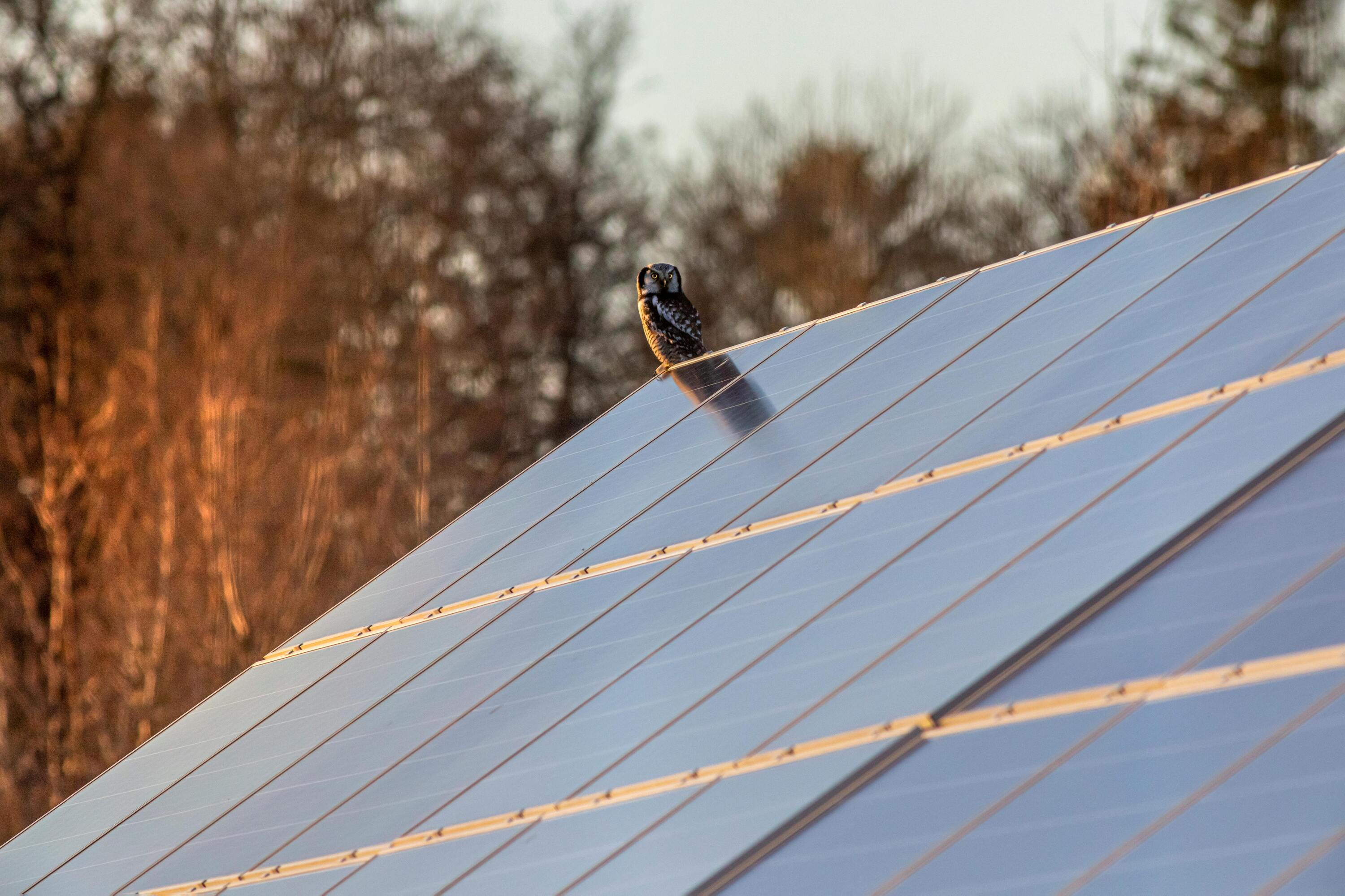 View of Protect Your Roof from Birds with These Bird Deterrents | Roofstuff ...